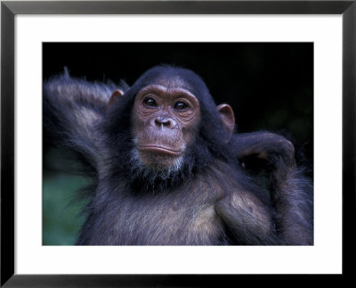Female Chimpanzee Stretching, Gombe National Park, Tanzania by Kristin Mosher Pricing Limited Edition Print image