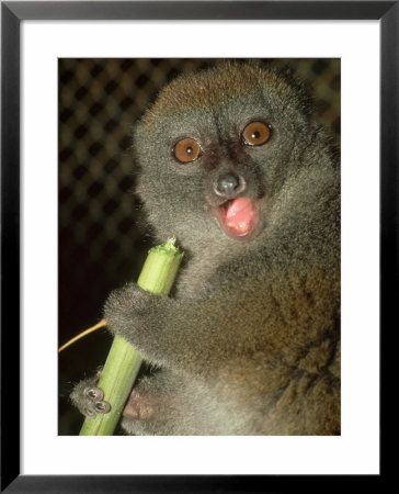 Bamboo Lemur, Feeding On Bamboo by David Haring Pricing Limited Edition Print image