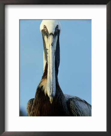 Brown Pelican, Portrait, Usa by Olaf Broders Pricing Limited Edition Print image