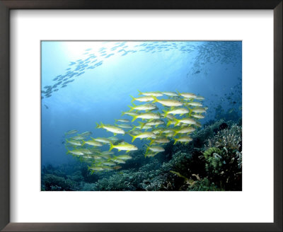 Yellow Snappers, Komodo, Indonesia by Mark Webster Pricing Limited Edition Print image