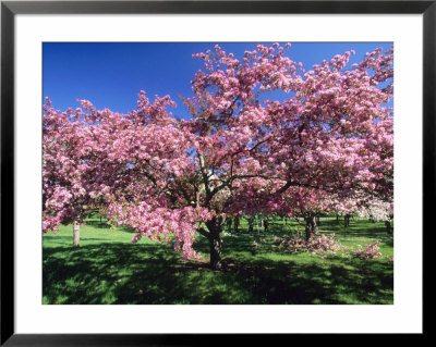 Prunus Tree, Montreal, Quebec, Canada by Philippe Henry Pricing Limited Edition Print image