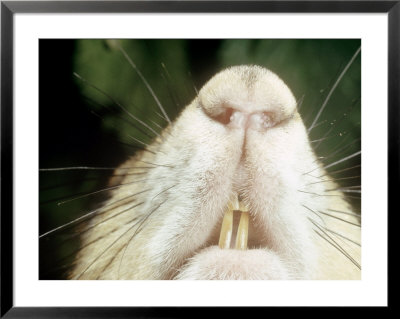 Grey Squirrel, 3 Month Old Teeth, Uk by Oxford Scientific Pricing Limited Edition Print image