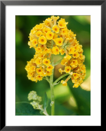 Buddleja X Weyeriana Shrub by Mark Bolton Pricing Limited Edition Print image