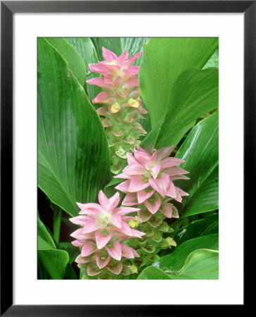 Australian Ginger, Riverine Rainforest, Australia by Michael Fogden Pricing Limited Edition Print image