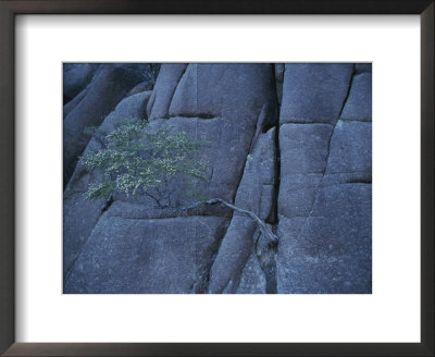 A Small Tree Clings To A Rock Face In The Park by Sam Abell Pricing Limited Edition Print image