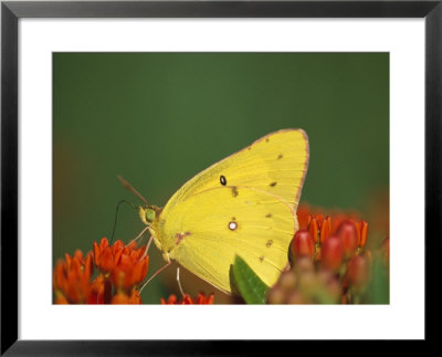 A Common Sulfur Butterfly On Flowers by Joel Sartore Pricing Limited Edition Print image
