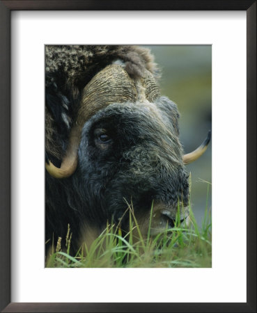 A Close View Of The Head Of A Musk Ox by Joel Sartore Pricing Limited Edition Print image