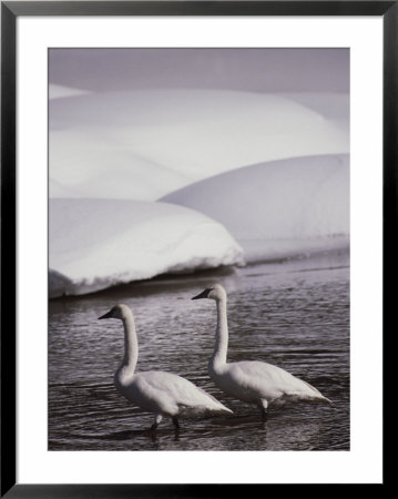 Trumpeter Swans In A Snowy Landscape, Yellow River, Wyoming by Raymond Gehman Pricing Limited Edition Print image