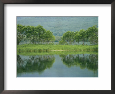 Trees And Their Reflections In Calm Water by Klaus Nigge Pricing Limited Edition Print image