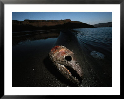 The Skull Of A Salmon On A Sandbar In The Columbia River by Joel Sartore Pricing Limited Edition Print image
