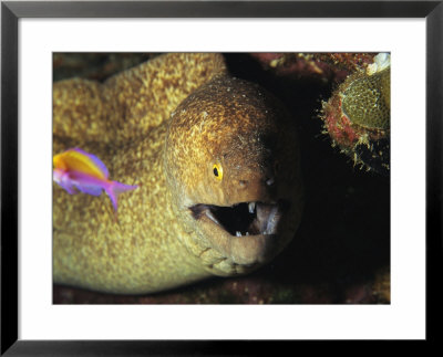 A Moray Eel Eyes A Small Fish by Heather Perry Pricing Limited Edition Print image