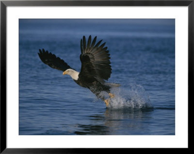 American Bald Eagle Grabs A Fish On The Fly by Paul Nicklen Pricing Limited Edition Print image