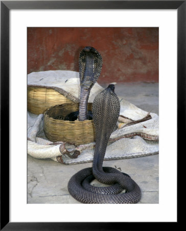 Snake Charming, Oris, India by Judith Haden Pricing Limited Edition Print image