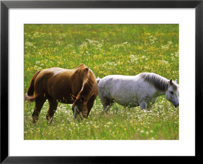 White & Brown Horses In Field Of Wildflowers, Sweden by Bjorn Forsberg Pricing Limited Edition Print image
