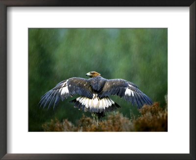 Golden Eagle, Male Perched, Highlands, Scotland by Mark Hamblin Pricing Limited Edition Print image