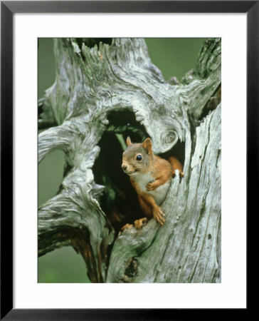 Red Squirrel In Stump, Norway by Niall Benvie Pricing Limited Edition Print image