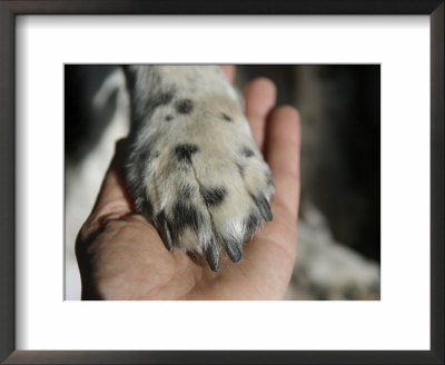 Dog Paw, Low Section, Bolinas, California by Brimberg & Coulson Pricing Limited Edition Print image