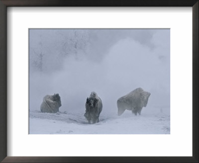 Bison Stand During Winter In Yellowstone National Park by Bobby Model Pricing Limited Edition Print image