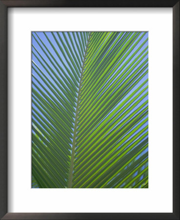 Detail Of A Palm Tree Leaf (Frond), Mahe Island, Seychelles, Indian Ocean, Africa by Gavin Hellier Pricing Limited Edition Print image