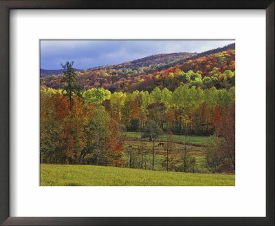 Autumn Tree Colors And Lone Horse In The Green Mountains, Vermont, Usa by Dennis Flaherty Pricing Limited Edition Print image