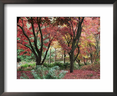 Winkworth Arboretum, Surrey, England, United Kingdom by John Miller Pricing Limited Edition Print image