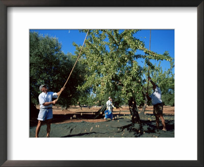 Harvesting Olives In Grove, Puglia, Italy by Oliviero Olivieri Pricing Limited Edition Print image