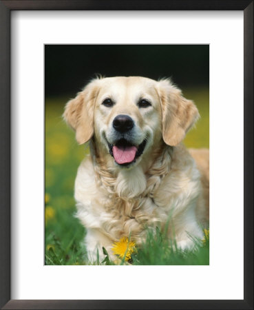 Golden Retriever Dog by Petra Wegner Pricing Limited Edition Print image