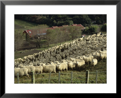 Sheep Penned For Shearing, Tautane Station, North Island, New Zealand by Adrian Neville Pricing Limited Edition Print image