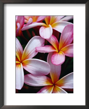 Frangipani Flowers, New Caledonia by Jean-Bernard Carillet Pricing Limited Edition Print image