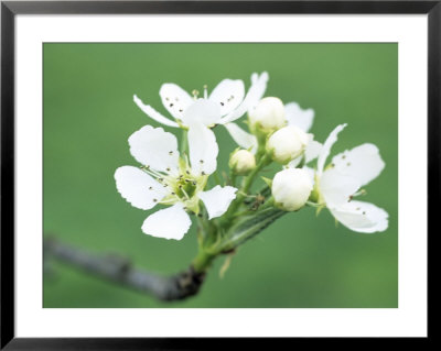 Pyrus Bretschneideri Pendula (Ya Pear), Close-Up Of White Flowers by Hemant Jariwala Pricing Limited Edition Print image