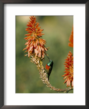 Greater Doublecollared Sunbird (Nectarinia Afra), Giant's Castle, South Africa, Africa by Steve & Ann Toon Pricing Limited Edition Print image