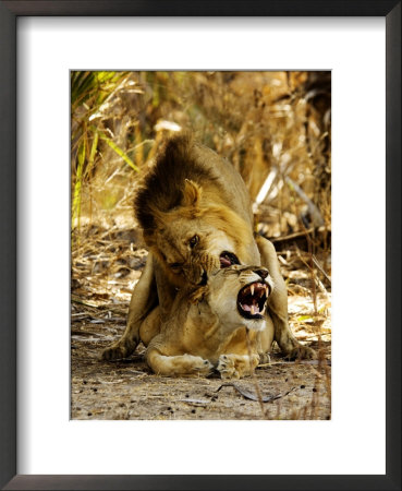 Lions, Mating, Tanzania by Ariadne Van Zandbergen Pricing Limited Edition Print image