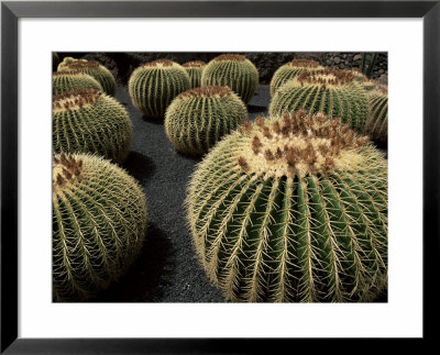 Jardin De Cactus Near Guatiza, Lanzarote, Canary Islands, Spain by Hans Peter Merten Pricing Limited Edition Print image