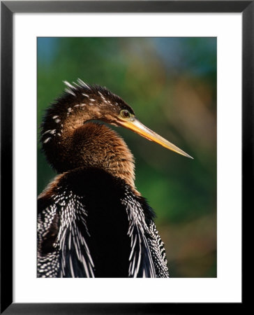 Female Anhinga by Charles Sleicher Pricing Limited Edition Print image