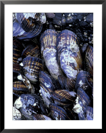 California Mussels At Tongue Point, Salt Creek State Park, Washington, Usa by Jamie & Judy Wild Pricing Limited Edition Print image