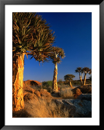 Quiver Trees, Namaqualand, South Africa by Carol Polich Pricing Limited Edition Print image