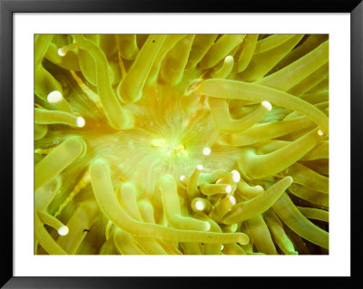 Close View Of A Sea Anemone, Malapascua Island, Philippines by Tim Laman Pricing Limited Edition Print image