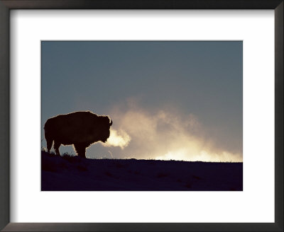 Bison (Bison Bison), Yellowstone National Park, Wyoming, United States Of America, North America by Colin Brynn Pricing Limited Edition Print image