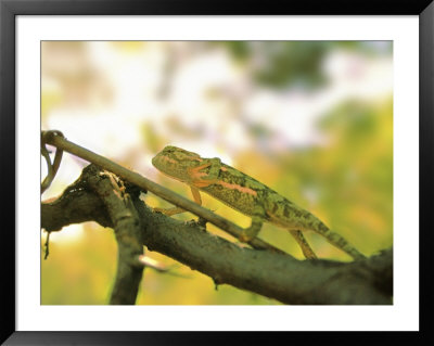 Lizard, Chameleon, Zimbabwe by Jacob Halaska Pricing Limited Edition Print image