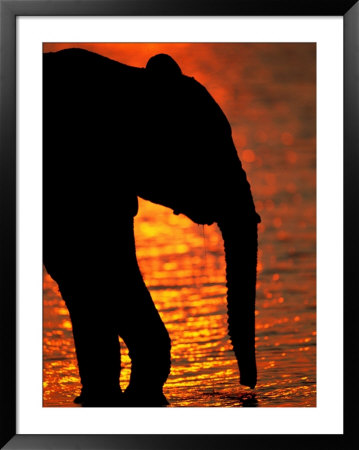 Silhouetted African Elephant by Beverly Joubert Pricing Limited Edition Print image