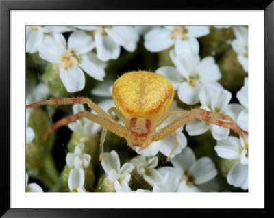 A Crab Spider, Thomisus Species, Waiting For Prey Among Flowers by George Grall Pricing Limited Edition Print image