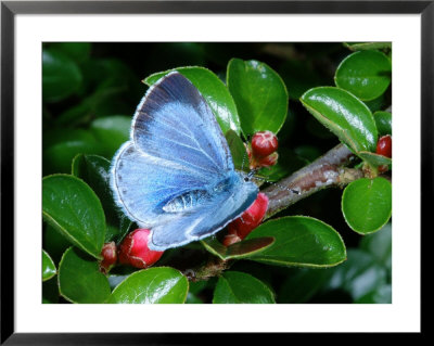 Holly Blue Butterfly, Egglaying On Cotoneaster Plant, Cambridgeshire, Uk by Keith Porter Pricing Limited Edition Print image