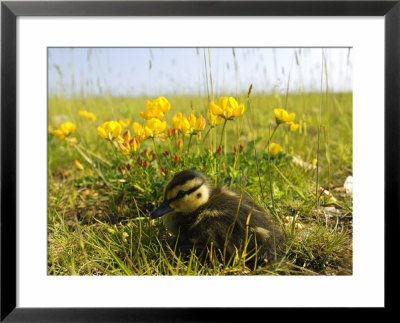Mallard, Duckling In Wildflower Meadow, Uk by Mike Powles Pricing Limited Edition Print image