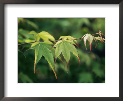 Leaves From A Japanese Maple Tree by Darlyne A. Murawski Pricing Limited Edition Print image