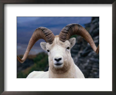 Dall Ram (Ovis Dalli), Alaska, Usa by Mark Newman Pricing Limited Edition Print image