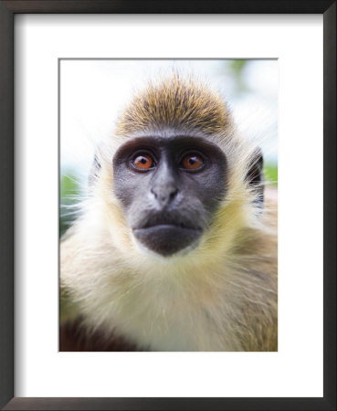 Green Ververt Monkey, St. Kitts, Caribbean by Greg Johnston Pricing Limited Edition Print image
