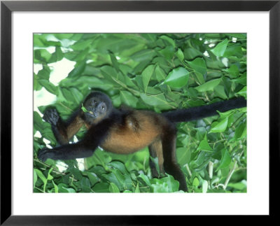 Howler Monkey, Feeding, Costa Rica by Gustav Verderber Pricing Limited Edition Print image