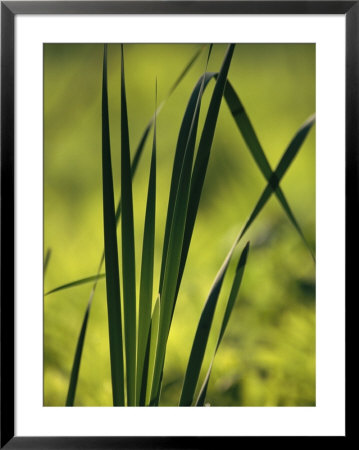 A Close View Of Cattail Plants Growing On The Susquehanna River by Raymond Gehman Pricing Limited Edition Print image