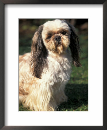 Shih Tzu With Facial Hair Cut Short by Adriano Bacchella Pricing Limited Edition Print image