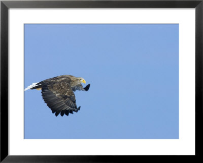 White-Tailed Sea Eagle In Flight, Japan by Roy Toft Pricing Limited Edition Print image